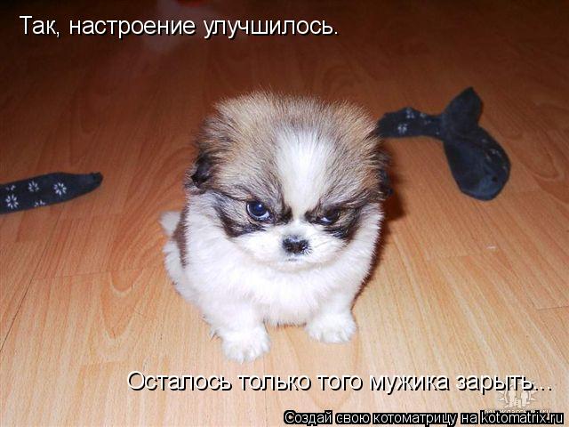Котоматрица: Так, настроение улучшилось.  Осталось только того мужика зарыть...