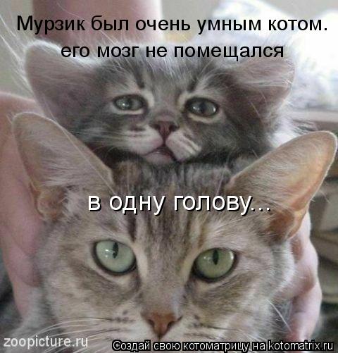 Котоматрица: Мурзик был очень умным котом. его мозг не помещался  в одну голову...