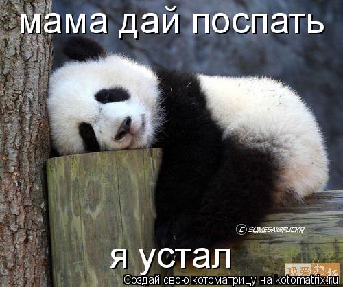 Котоматрица: мама дай поспать  я устал