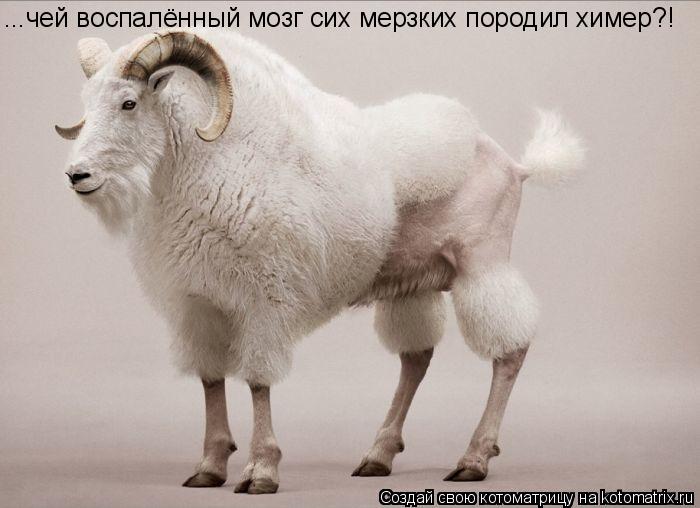 Котоматрица: ...чей воспалённый мозг сих мерзких породил химер?!