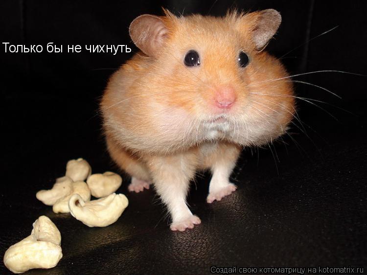 Котоматрица: Только бы не чихнуть