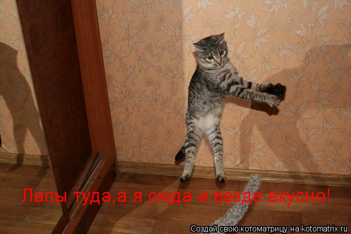 Котоматрица: Лапы туда,а я сюда и везде вкусно!