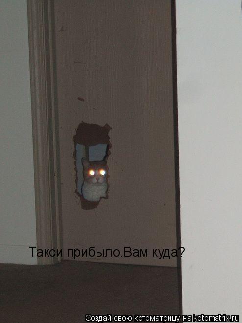 Котоматрица: Такси прибыло.Вам куда?