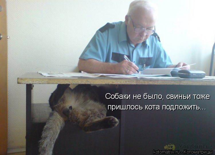 Котоматрица: Собаки не было, свиньи тоже пришлось кота подложить...