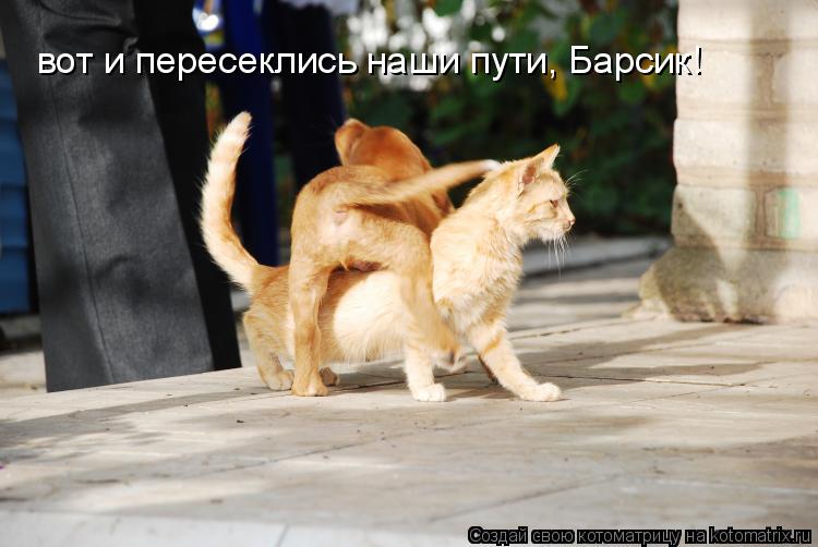 вот и пересеклись наши пути, Барсик!... Котоматрица: вот и пересеклись наши пути, Барсик!