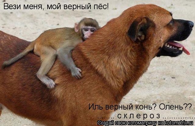 Вези меня, мой верный пёс! Иль верный конь? Олень?? ........ с к л е р о з .................. Котоматрица: Вези меня, мой верный пёс! Иль верный конь? Олень?? ........ с к л е р о з ...............