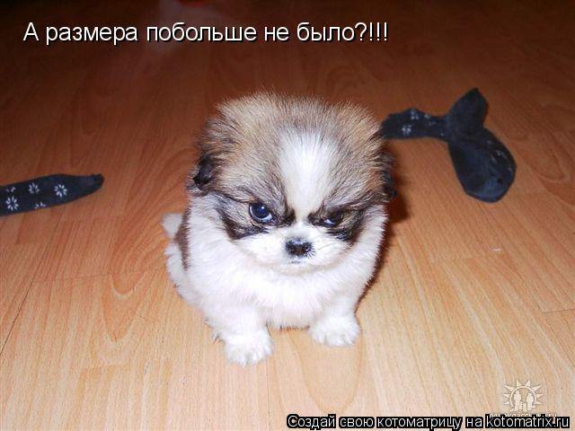 Котоматрица: А размера побольше не было?!!!