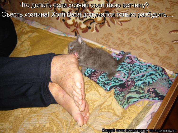 Котоматрица: Что делать если хозяин съел твою ветчину? Съесть хозяина! Хотя Вася додумался только разбудить....