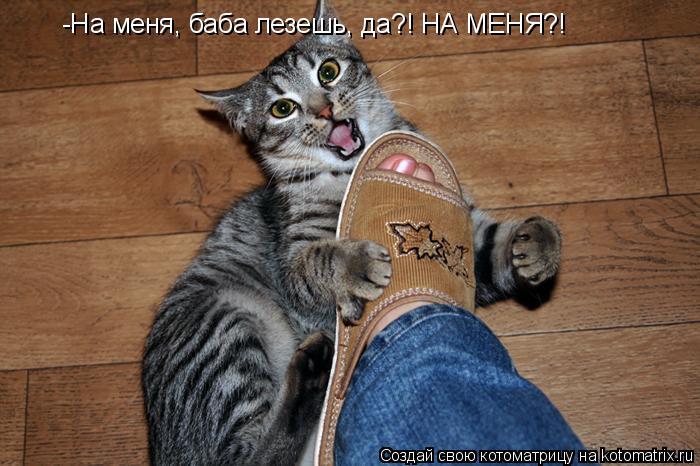 Котоматрица: -На меня, баба лезешь, да?! НА МЕНЯ?!