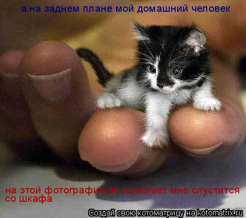 Котоматрица: на этой фотографии он помогает мне спустится со шкафа а на заднем плане мой домашний человек