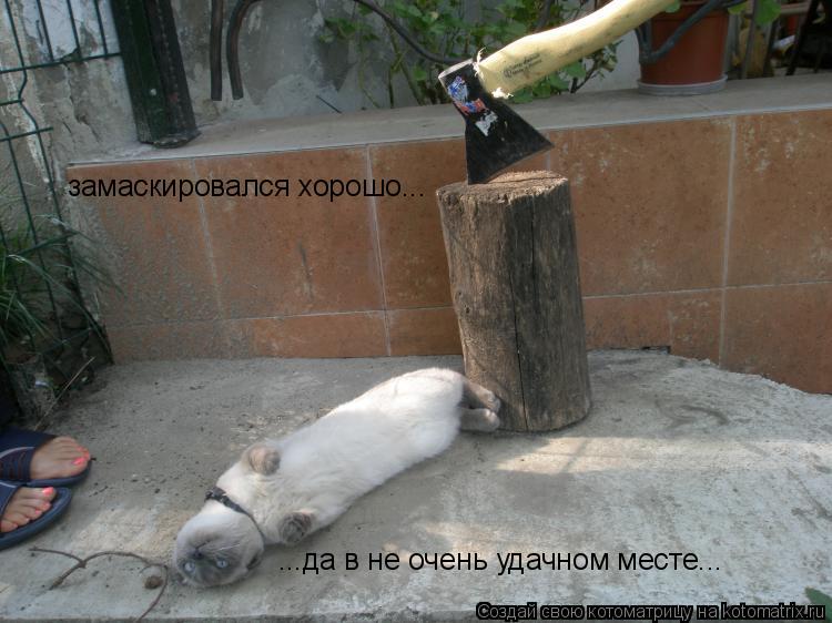 Котоматрица: замаскировался хорошо... ...да в не очень удачном месте...