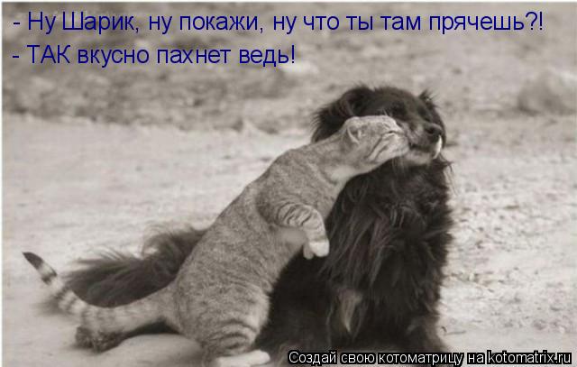 - Ну Шарик, ну покажи, ну что ты там прячешь?! - ТАК вкусно пахнет ведь!... Котоматрица: - Ну Шарик, ну покажи, ну что ты там прячешь?! - ТАК вкусно пахнет ведь!