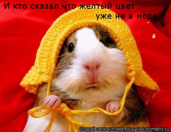 И кто сказал что желтый цвет уже не в моде?!... Котоматрица: И кто сказал что желтый цвет уже не в моде?!