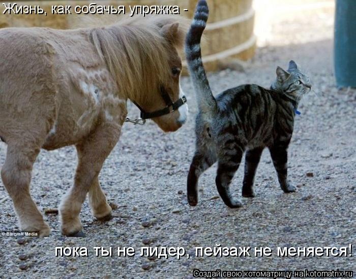 Жизнь, как собачья упряжка - пока ты не лидер, пейзаж не меняется!... Котоматрица: Жизнь, как собачья упряжка - пока ты не лидер, пейзаж не меняется!