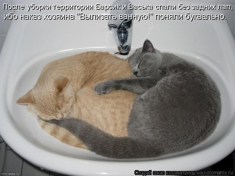 Котоматрица: После уборки территории Барсик и Васька спали без задних лап, ибо наказ хозяина "Вылизать ванную!" поняли буквально.