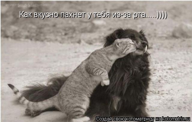 Котоматрица: Как вкусно пахнет у тебя из-за рта.....))))