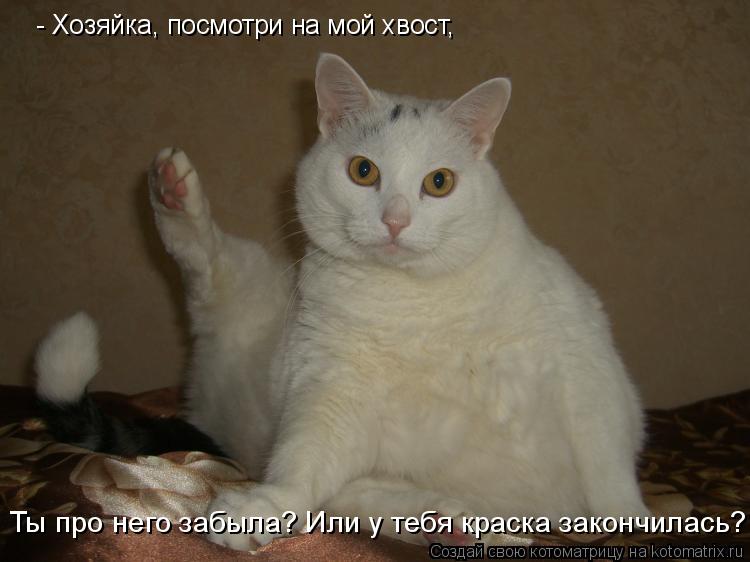 Котоматрица: - Хозяйка, посмотри на мой хвост,  Ты про него забыла? Или у тебя краска закончилась?