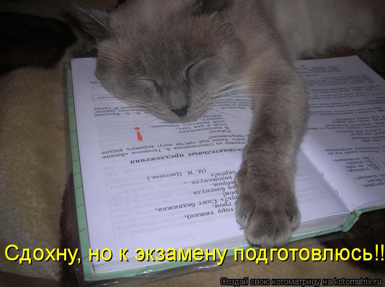 Котоматрица: Сдохну, но к экзамену подготовлюсь!!!