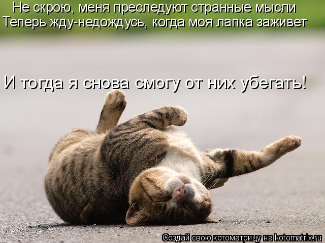 Котоматрица: Не скрою, меня преследуют странные мысли Теперь жду-недождусь, когда моя лапка заживет И тогда я снова смогу от них убегать!