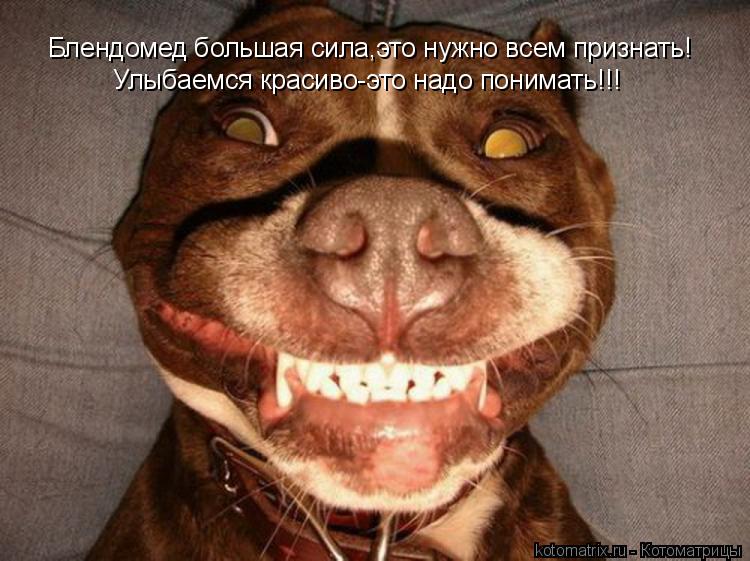 Котоматрица: Блендомед большая сила,это нужно всем признать! Улыбаемся красиво-это надо понимать!!!
