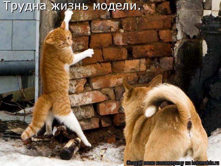 Трудна жизнь модели.... Котоматрица: Трудна жизнь модели.