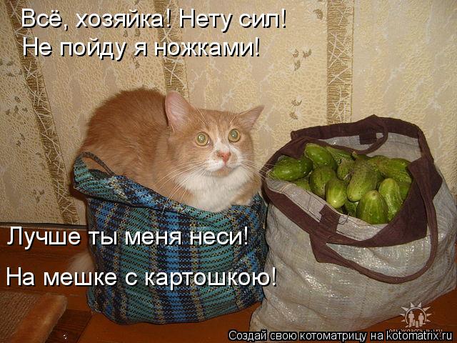 Всё, хозяйка! Нету сил! Не пойду я ножками! Лучше ты меня неси! На мешке с картошкою!... Котоматрица: Всё, хозяйка! Нету сил! Не пойду я ножками! Лучше ты меня неси! На мешке с картошкою!