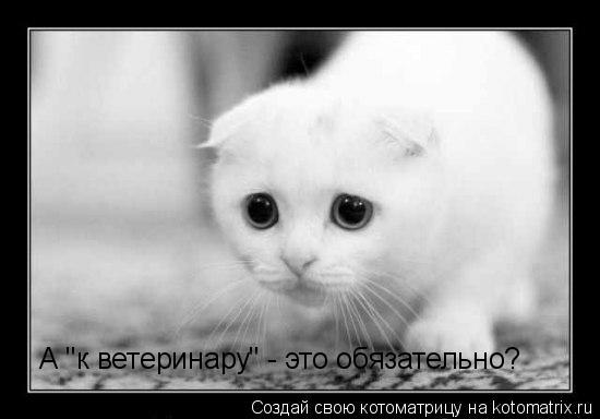 Котоматрица: А "к ветеринару" - это обязательно?