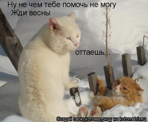 Ну не чем тебе помочь не могу Жди весны оттаешь...... Котоматрица: Ну не чем тебе помочь не могу Жди весны оттаешь...