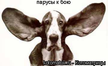 парусы к бою... Котоматрица: парусы к бою