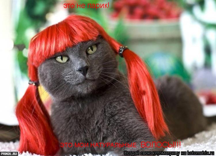 это не парик! ЭТО МОИ НАТУРАЛЬНЫЕ ВОЛОСЫ!!!... Котоматрица: это не парик! ЭТО МОИ НАТУРАЛЬНЫЕ ВОЛОСЫ!!!