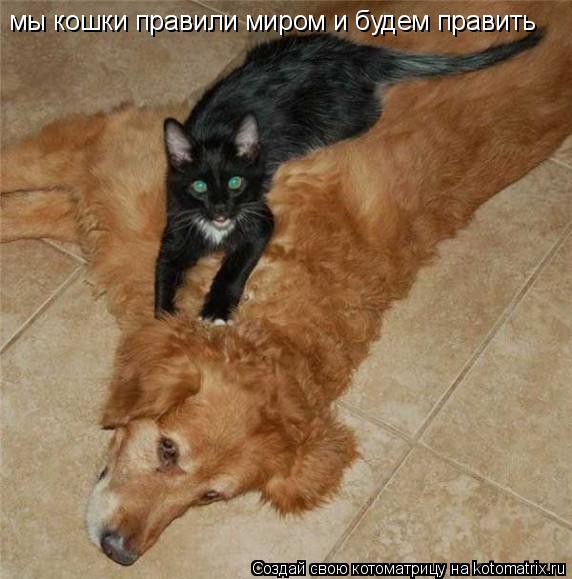 Котоматрица: мы кошки правили миром и будем править