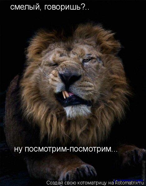 Котоматрица: смелый, говоришь?.. ну посмотрим-посмотрим...
