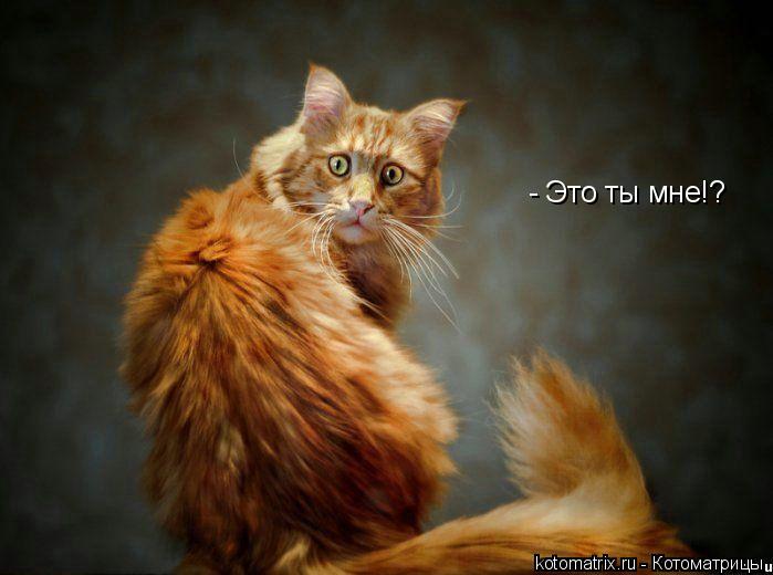 Котоматрица: - Это ты мне!?