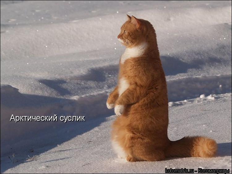Арктический суслик... Котоматрица: Арктический суслик