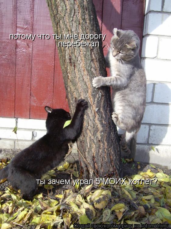 Котоматрица: ты зачем украл 5 МОИХ котлет? потому что ты мне дорогу перебежал