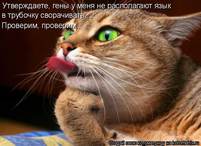 Котоматрица: Утверждаете, гены у меня не располагают язык в трубочку сворачивать.... Проверим, проверим...