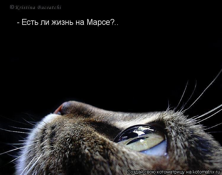 Котоматрица: - Есть ли жизнь на Марсе?..