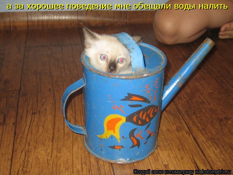 а за хорошее поведение мне обещали воды налить... Котоматрица: а за хорошее поведение мне обещали воды налить