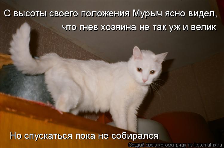 С высоты своего положения Мурыч ясно видел, что гнев хозяина не так уж и велик Но спускаться пока не ... Котоматрица: С высоты своего положения Мурыч ясно видел, что гнев хозяина не так уж и велик Но спускаться пока не собирался