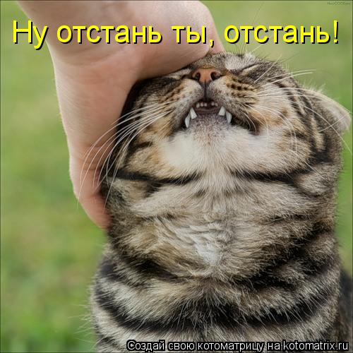 Ну отстань ты, отстань!... Котоматрица: Ну отстань ты, отстань!