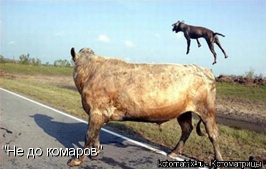 Котоматрица: "Не до комаров"