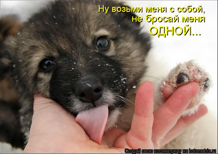 Котоматрица: Ну возьми меня с собой, не бросай меня ОДНОЙ...