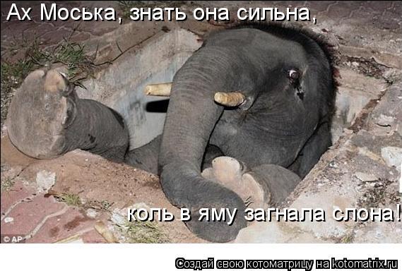 Котоматрица: Ах Моська, знать она сильна, коль в яму загнала слона!