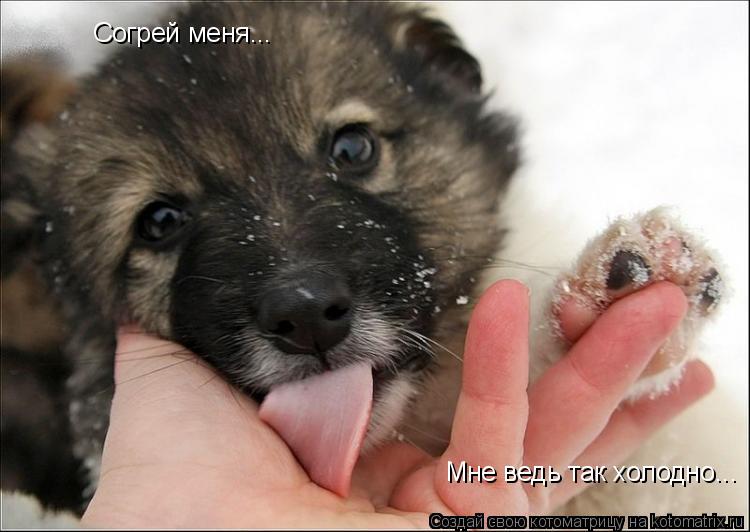 Котоматрица: Согрей меня... Мне ведь так холодно... Мне ведь так холодно...