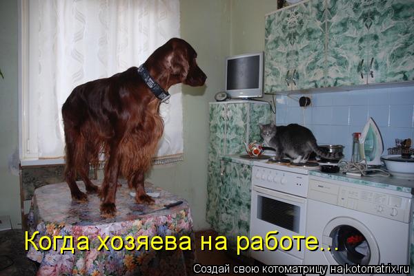 Котоматрица: Когда хозяева на работе...