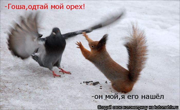 Котоматрица: -Гоша,одтай мой орех! -Гоша,одтай мой орех! -он мой,я его нашёл