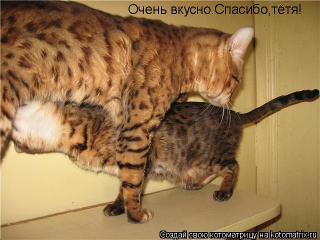 Котоматрица: Очень вкусно.Спасибо,тётя!