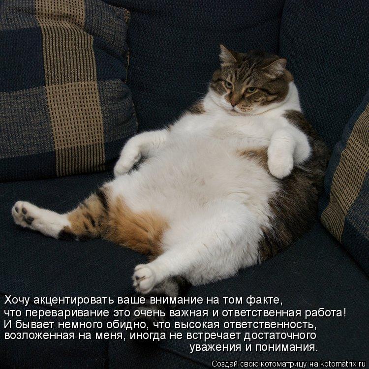 Хочу акцентировать ваше внимание на том факте, что переваривание это очень важная и ответственная ра... Котоматрица: Хочу акцентировать ваше внимание на том факте, что переваривание это очень важная и ответственная работа! И бывает немного обидно, что выс
