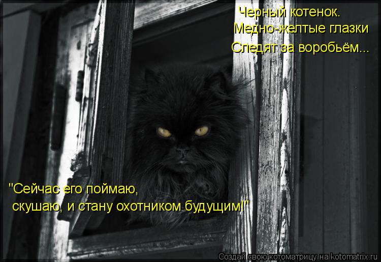Котоматрица: Черный котенок.  Медно-желтые глазки   Следят за воробьём... "Сейчас его поймаю, скушаю, и стану охотником будущим!"