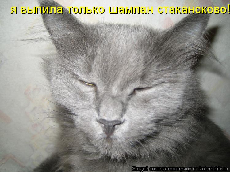 я выпила только шампан стакансково!... Котоматрица: я выпила только шампан стакансково!